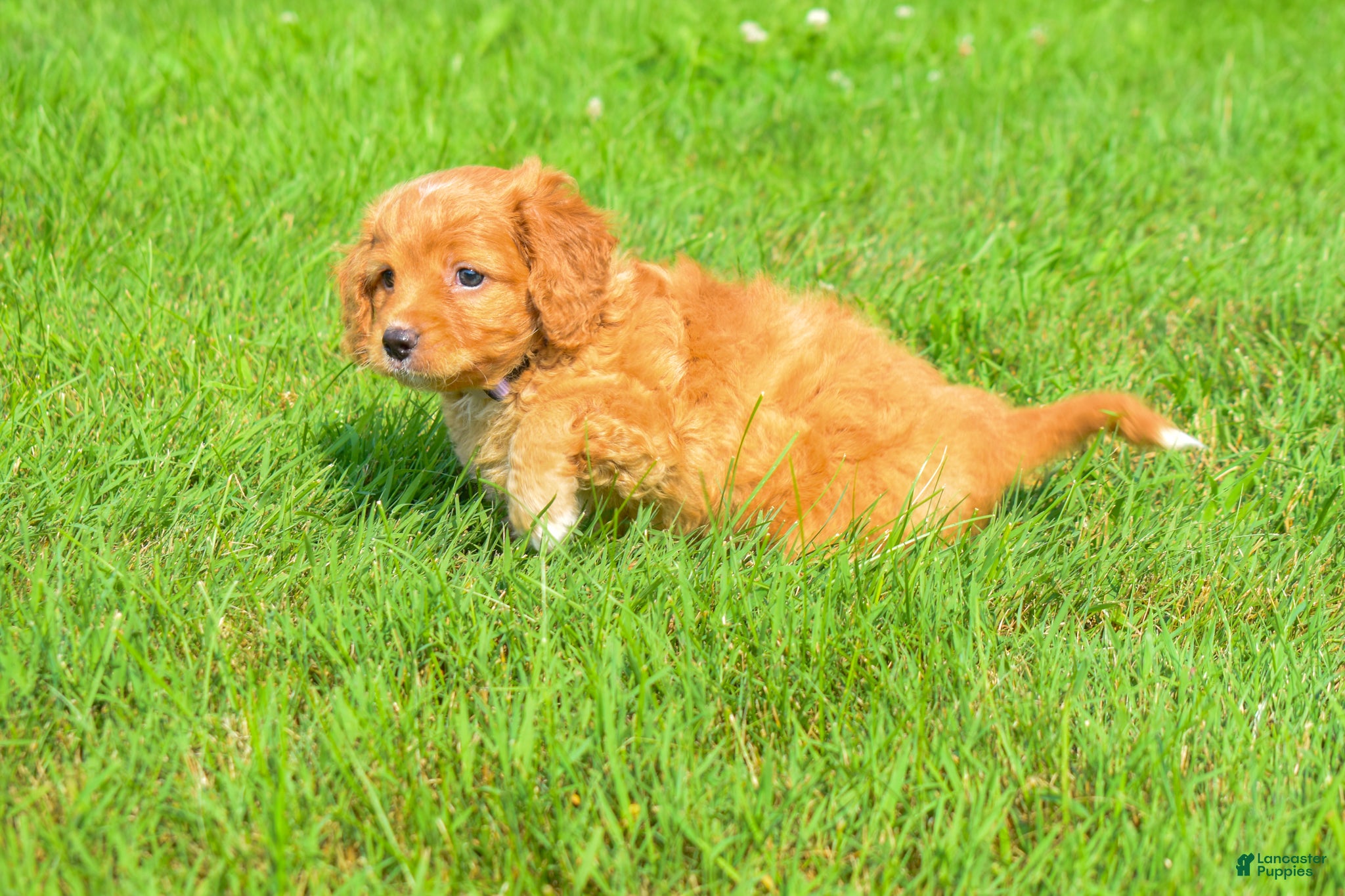 Maltipoo dogs  Sierra 💗🐾 - Ad 2