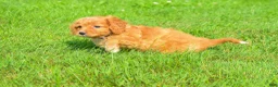 Maltipoo dogs for sale:  Sierra 💗🐾 - Ad 2