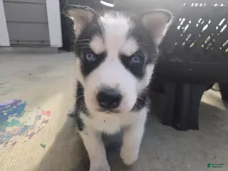 Siberian Husky dogs Nyx - Ad 5