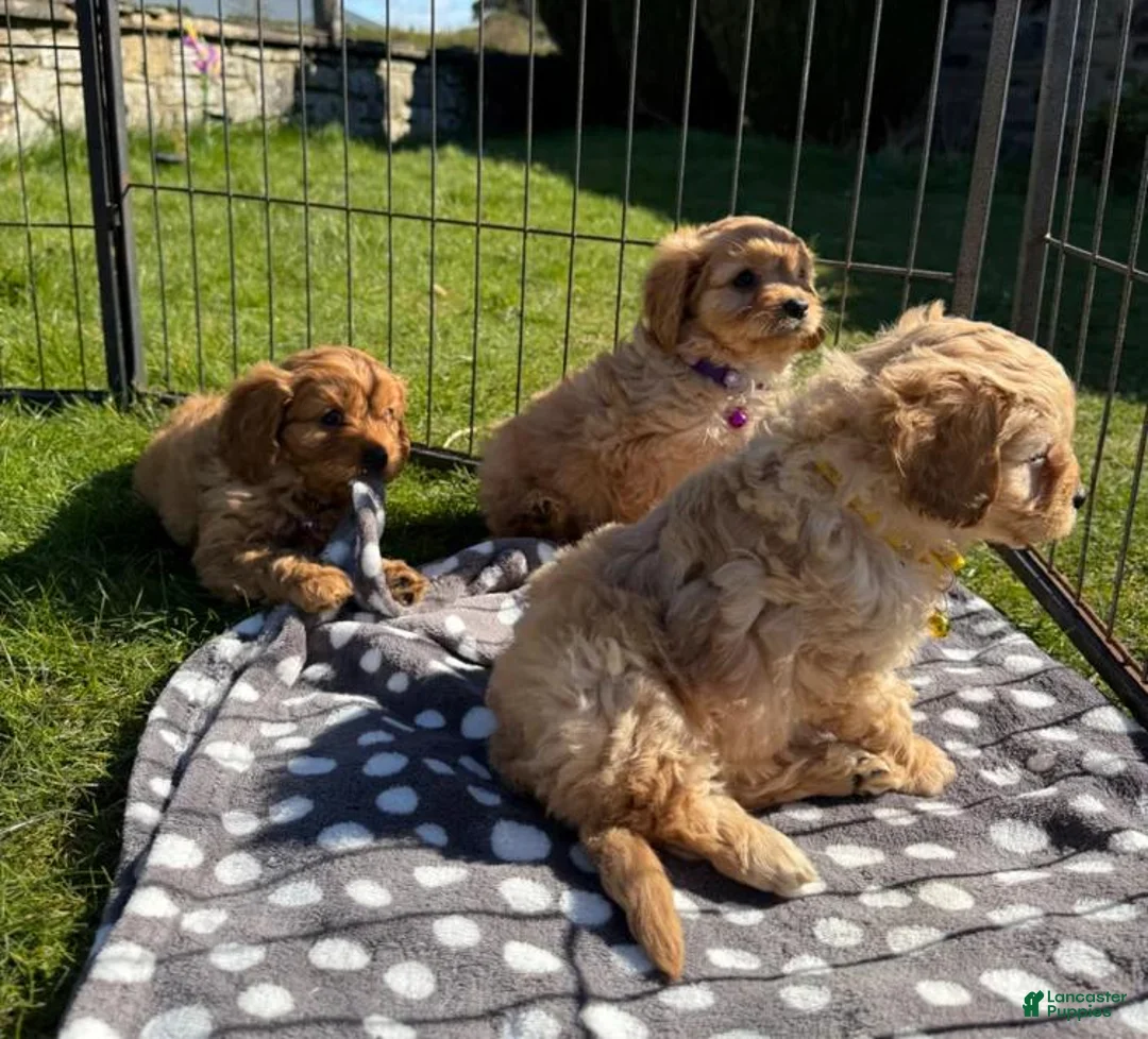 Cavapoo dogs for sale: Molly - Ad 30