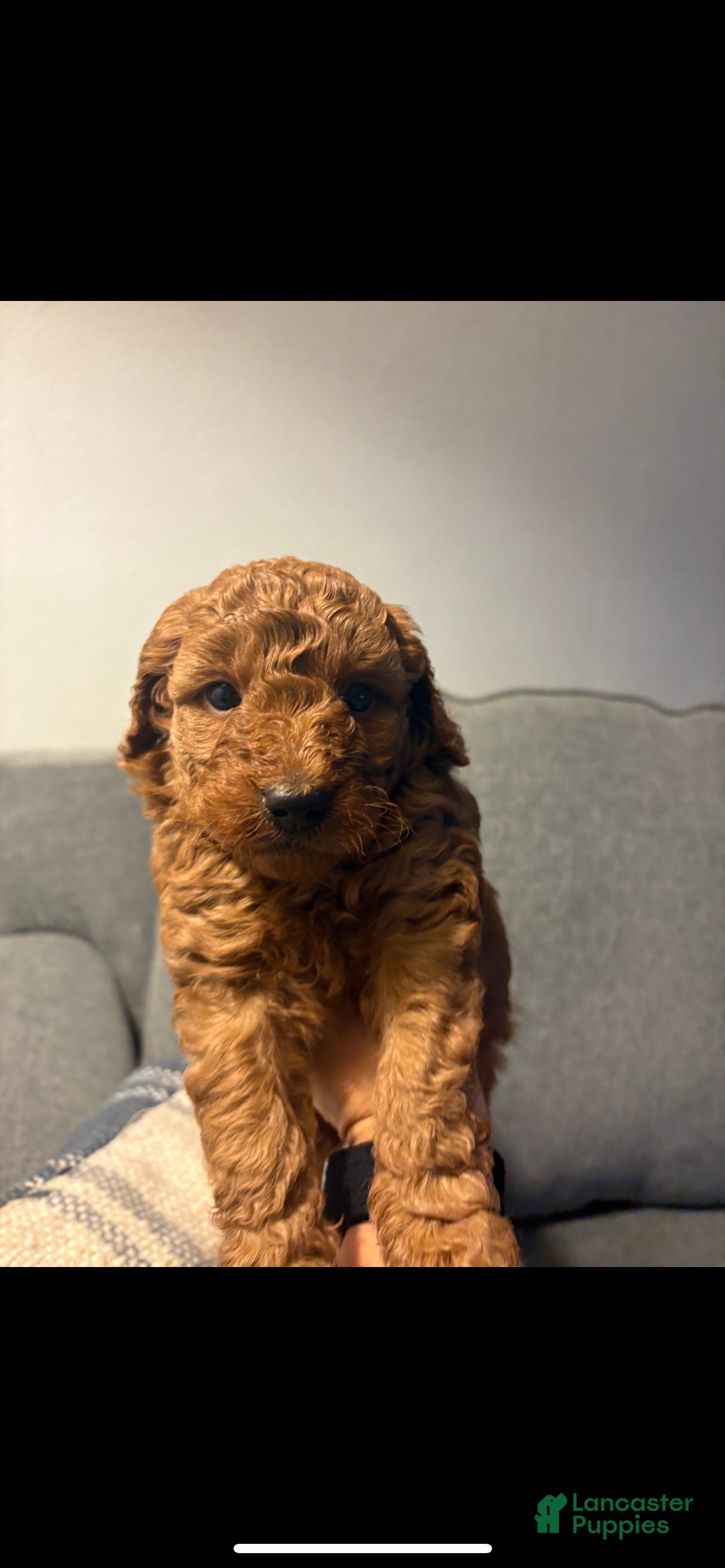 Mini Goldendoodle dogs Duke - Ad 3