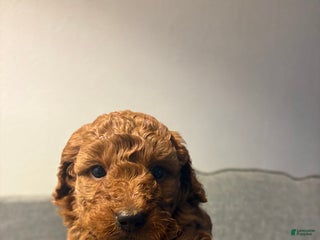 Mini Goldendoodle dogs Duke - Ad 3