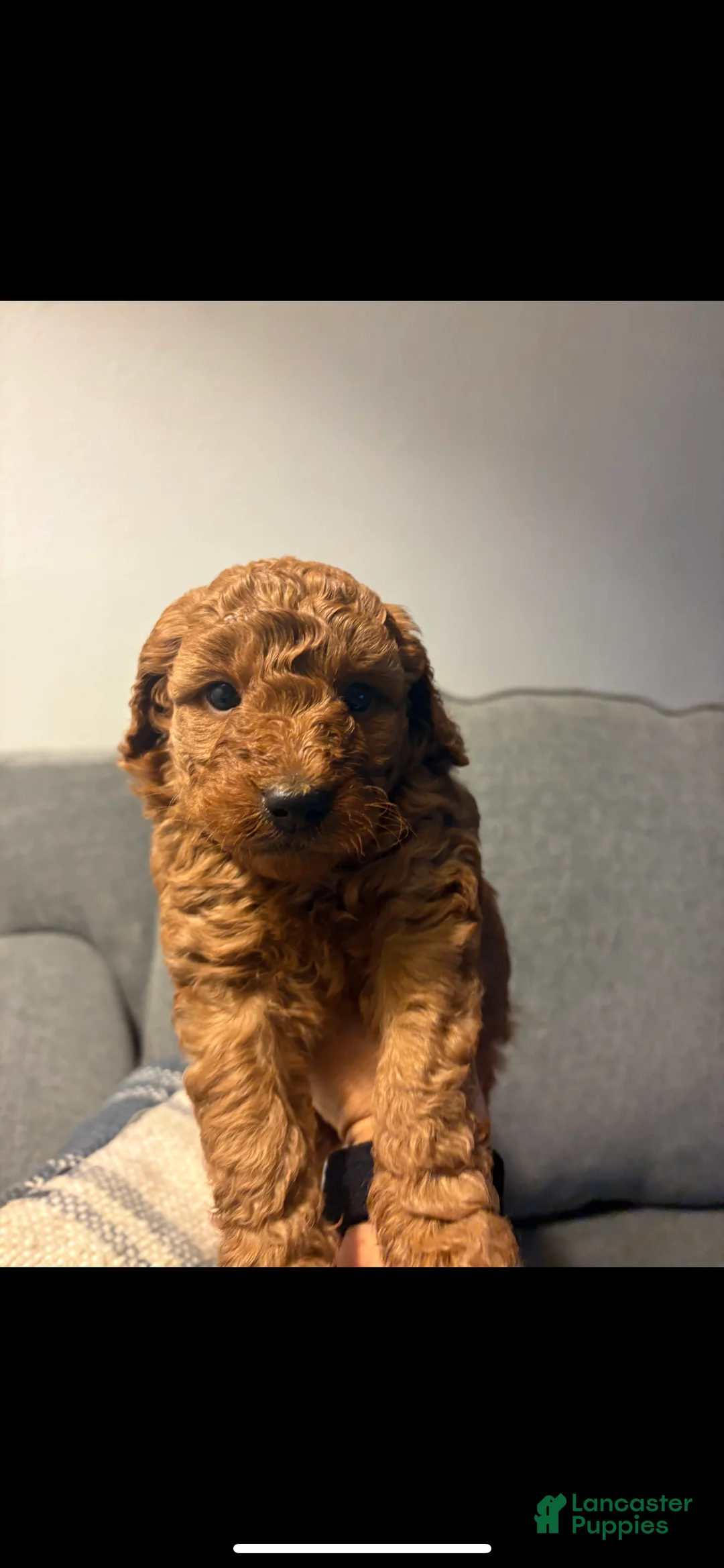 Mini Goldendoodle dogs for sale: Duke - Ad 1