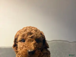 Mini Goldendoodle dogs Duke - Ad 24
