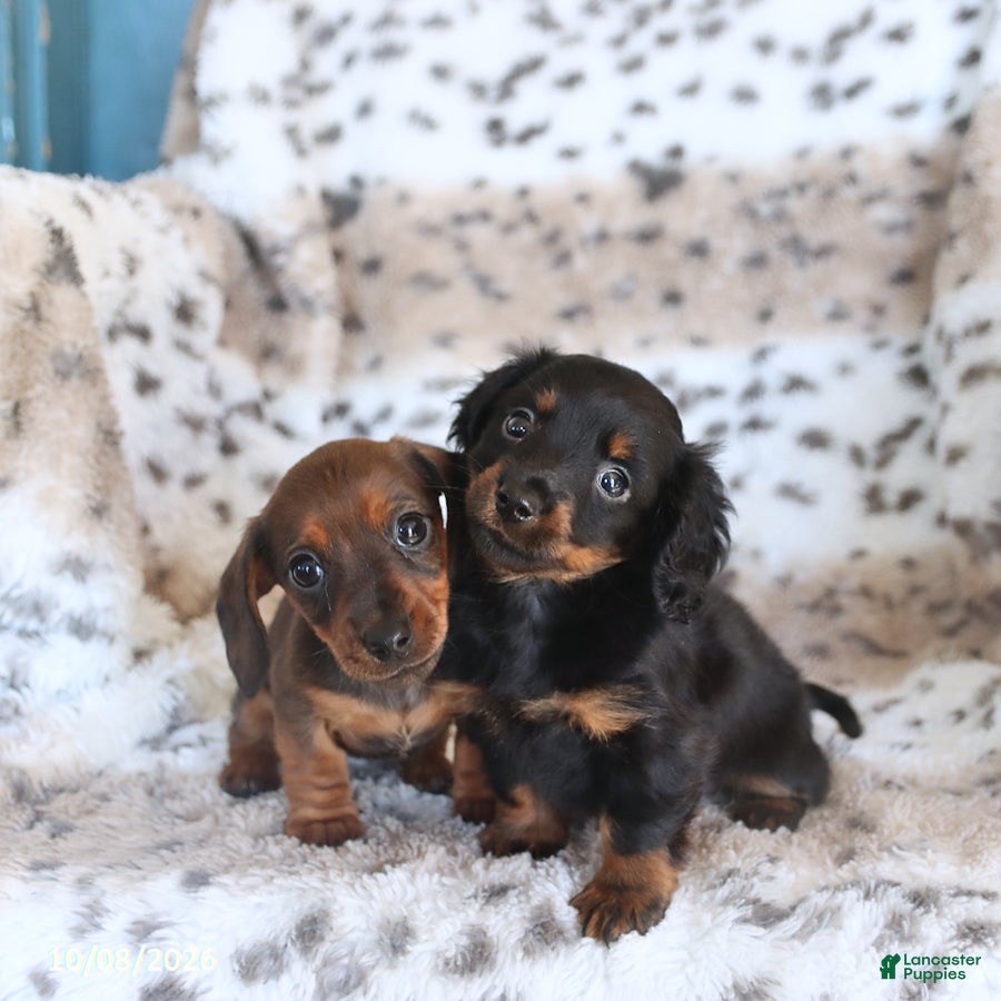 Miniature Dachshund dogs Maria   - Ad 2