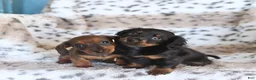 Miniature Dachshund dogs for sale: Maria   - Ad 2