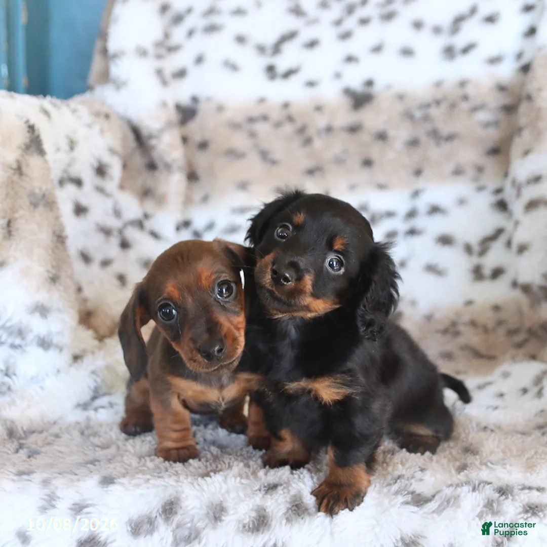Miniature Dachshund dogs for sale: Maria   - Ad 2
