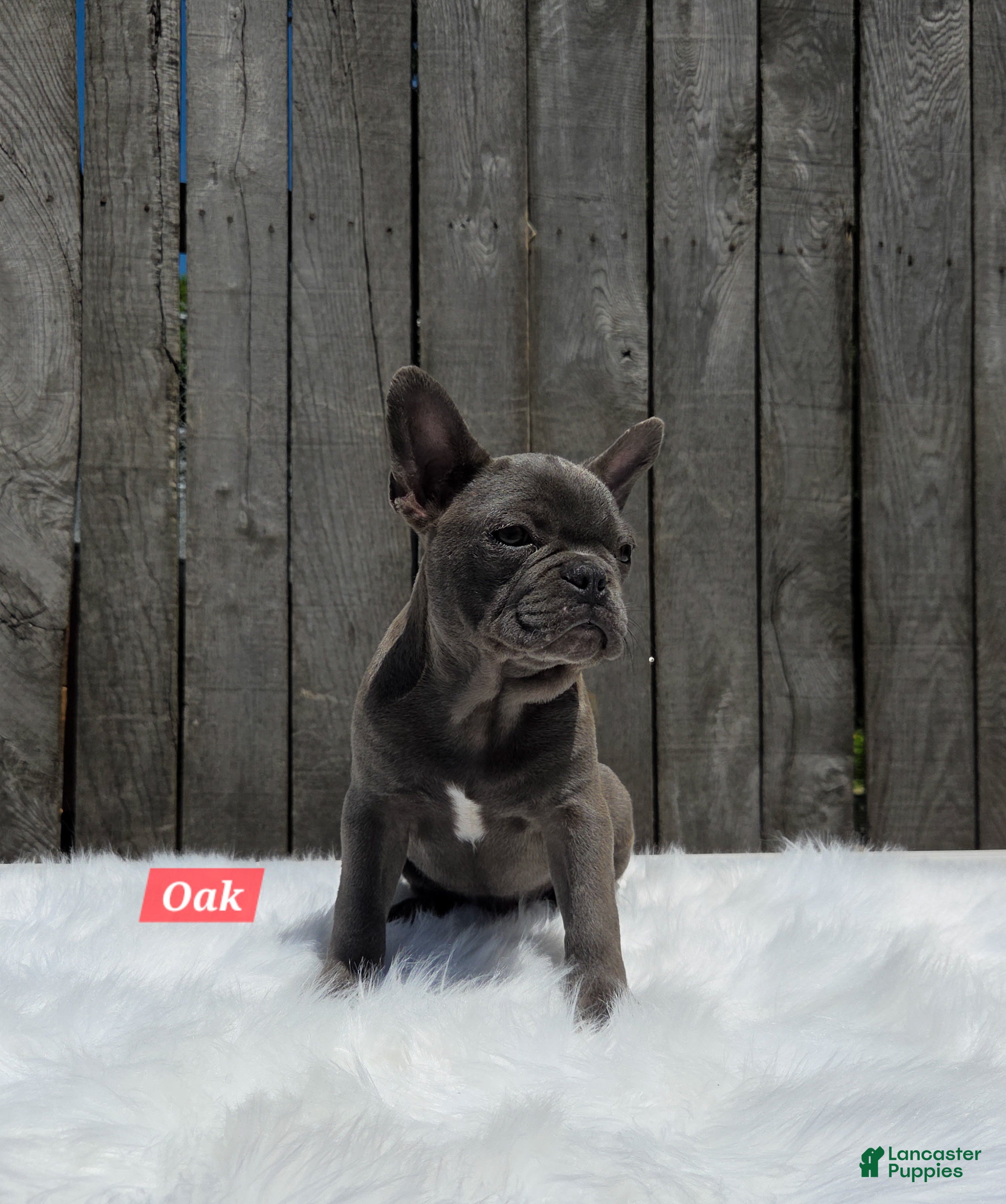 Mixed Breed dogs for sale: Oak - Ad 7