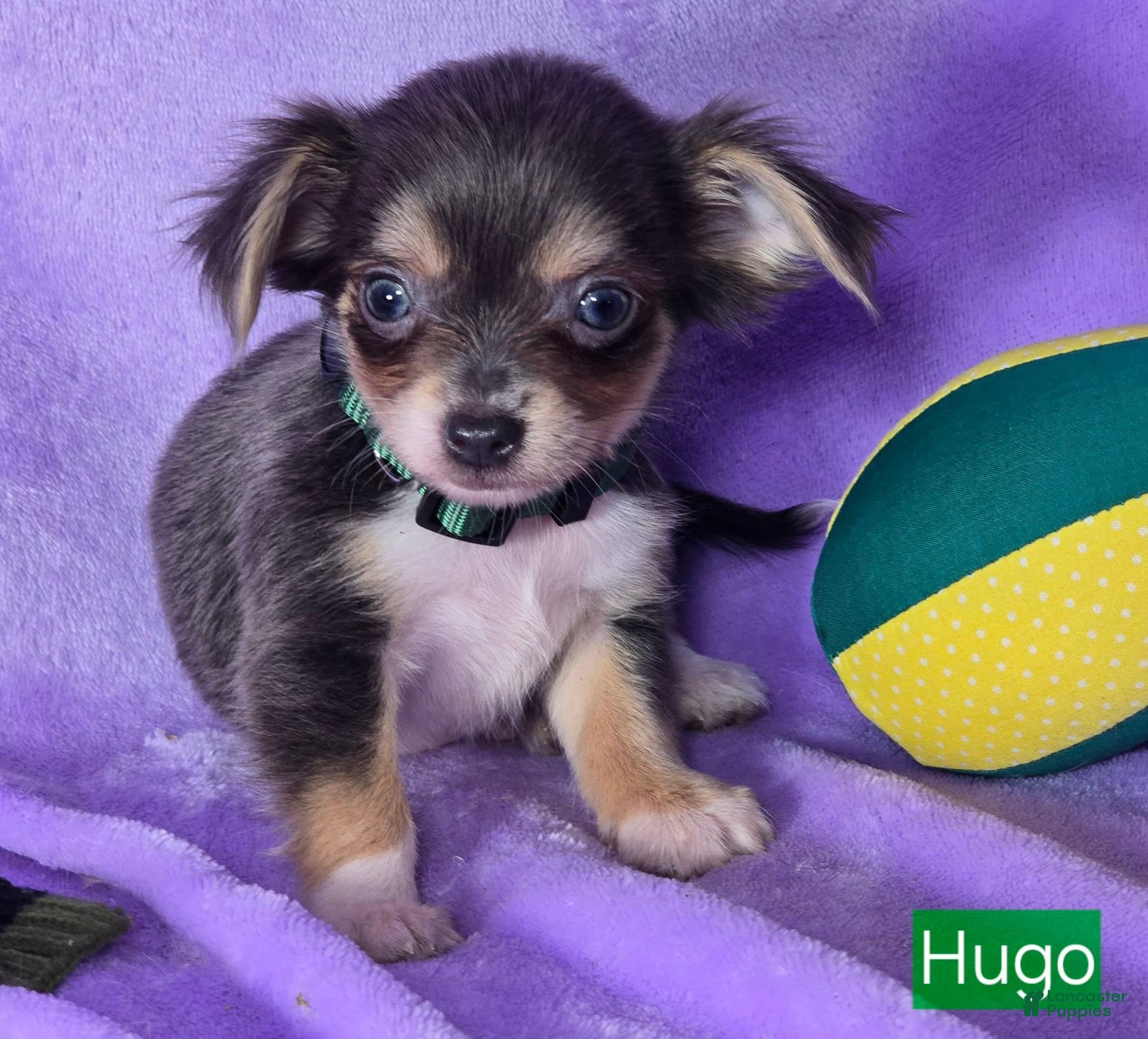 Miniature Baby Chiweenie Puppies Chihuahua Puppies For Sale In