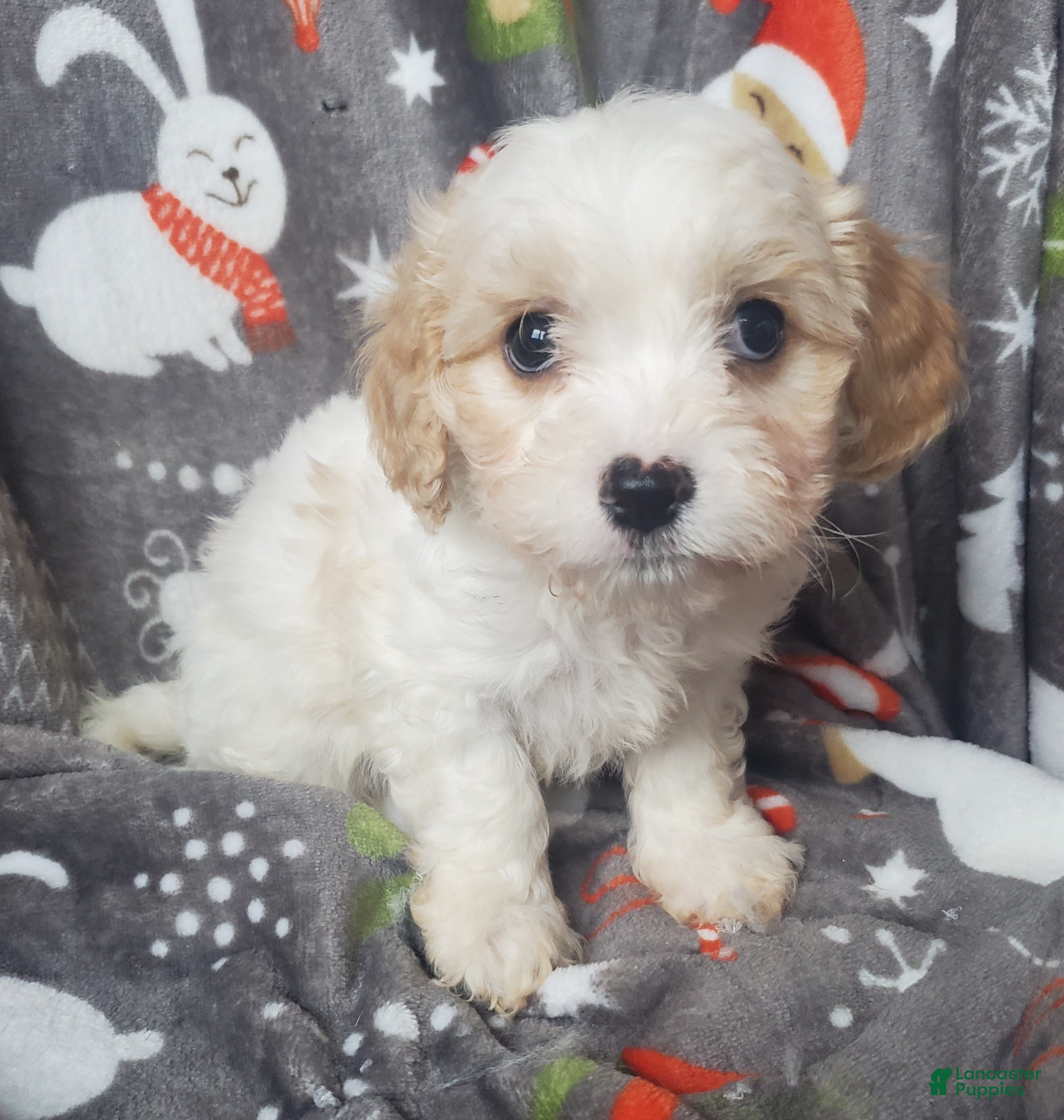 Cavachon dogs Harry - Ad 37