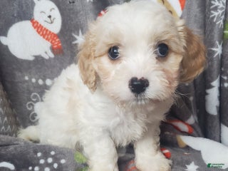 Cavachon dogs Harry - Ad 21