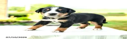Greater Swiss Mountain Dog dogs for sale: Johanna - Ad 3