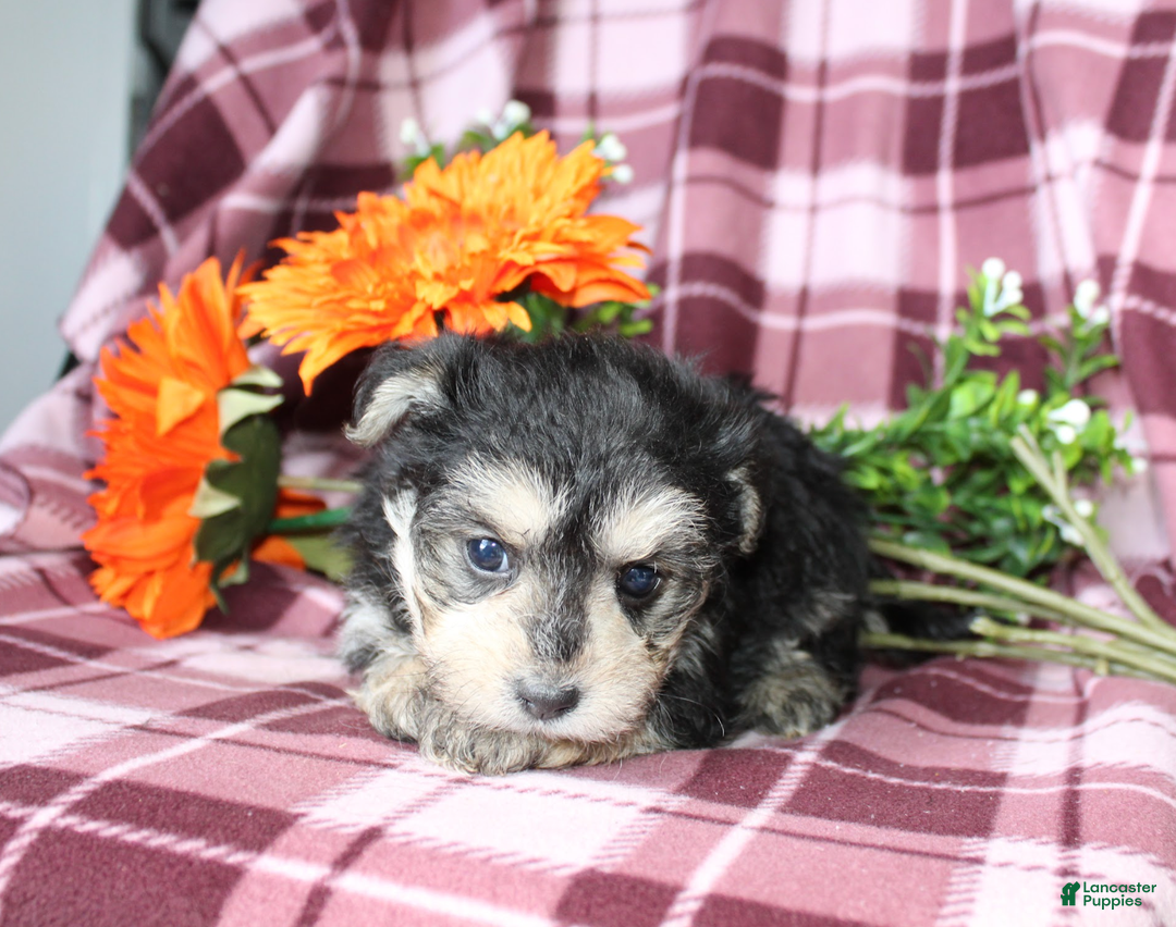 Morkie dogs for sale: Susie - Ad 3