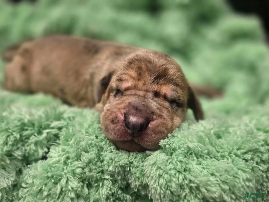 Great Dane dogs for sale: Great Dane Female 1 - Ad 3