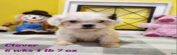 Teddy Bear dogs for sale: Clover - Ad 7