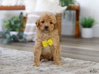 Mini Bernedoodle dogs - Ad 1