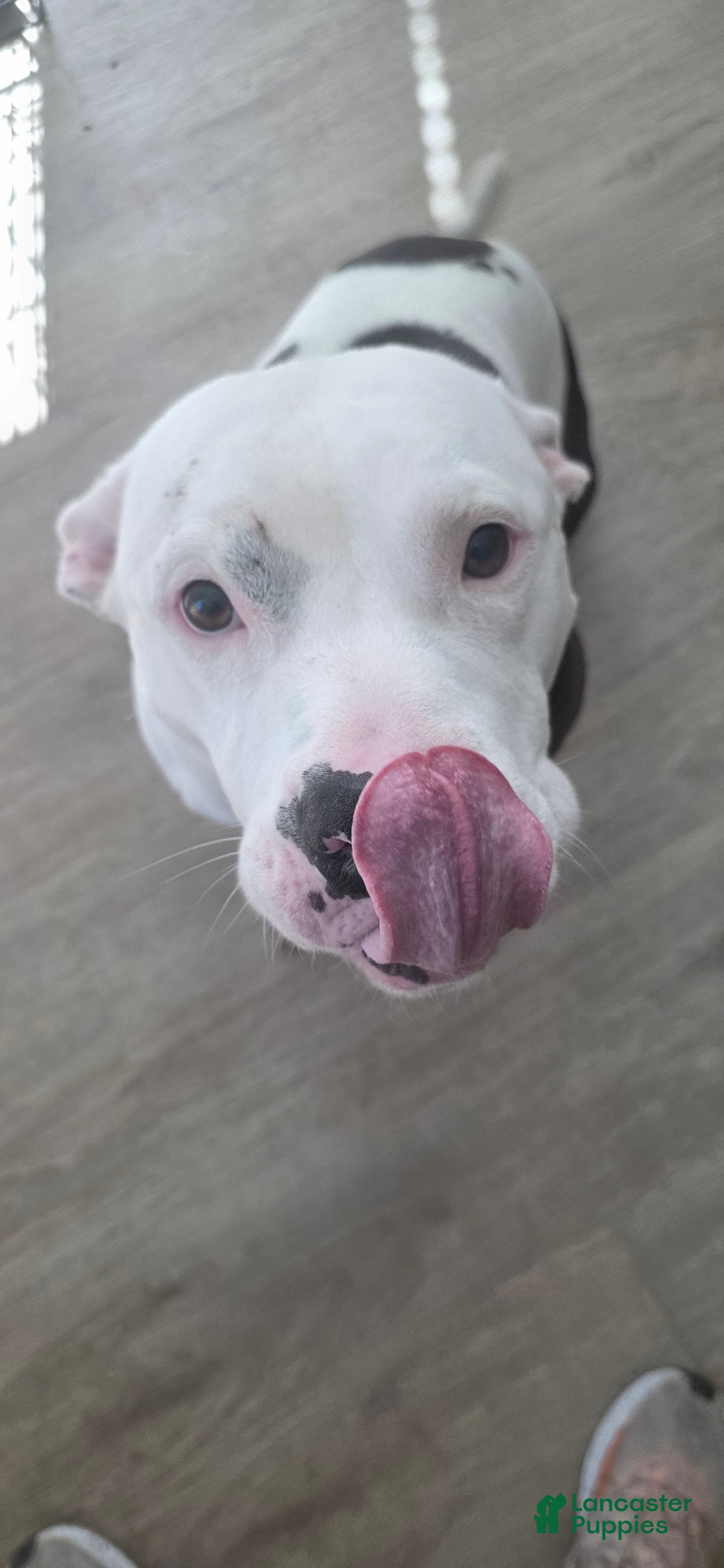 American Pit Bull Terrier dogs Patchez Luv Thanos 3Y - Ad 8