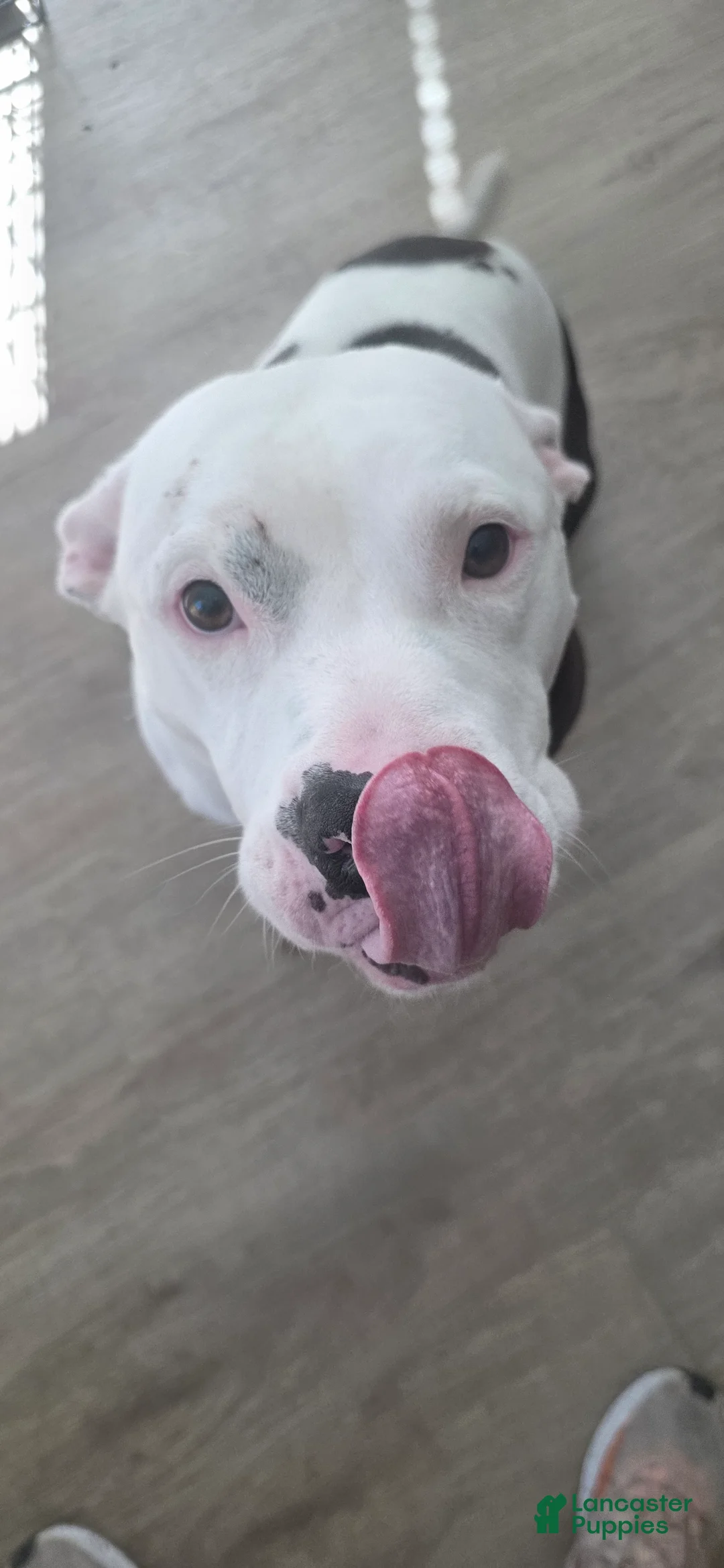 American Pit Bull Terrier dogs for sale: Patchez Luv Thanos 3Y - Ad 1
