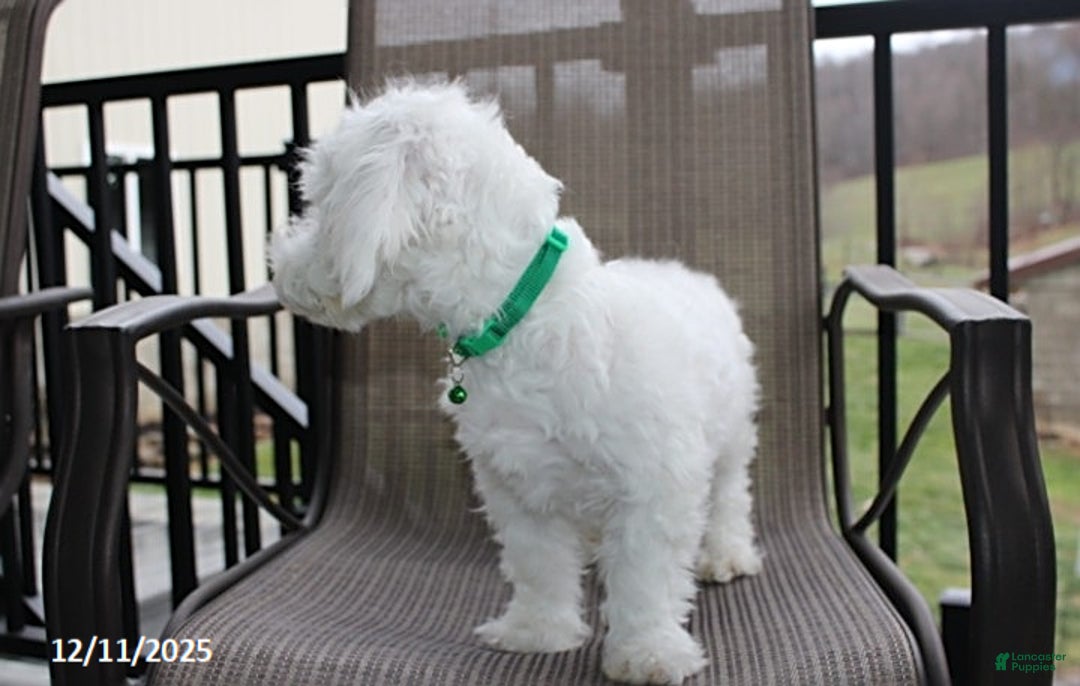 Bichon Frise dogs for sale: Carson - Ad 2