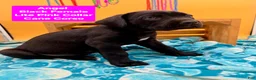 Cane Corso dogs for sale: Angel  - Ad 3