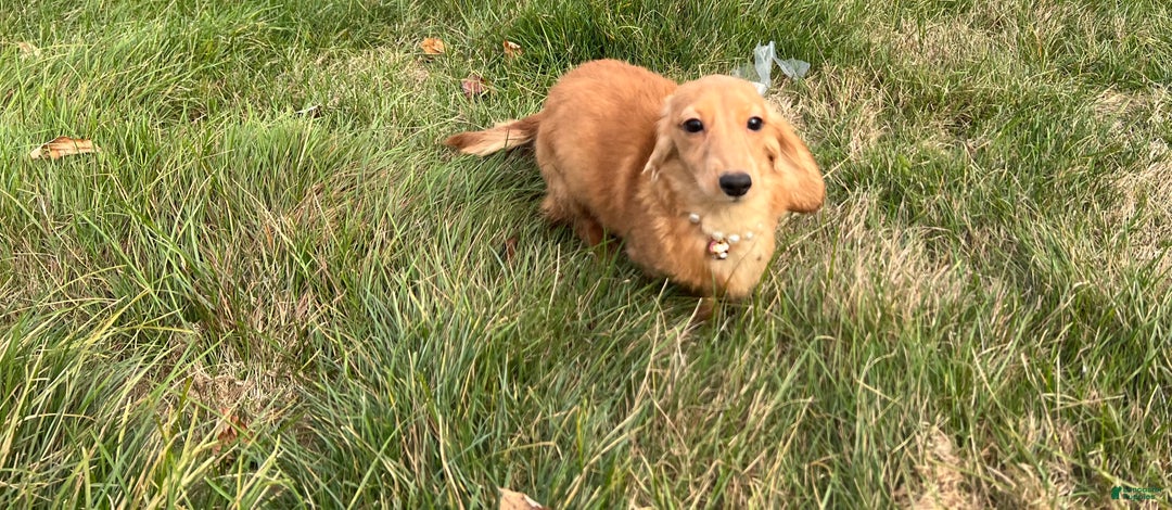 Miniature Dachshund dogs for sale: Female import puppy- uses pads - Ad 6
