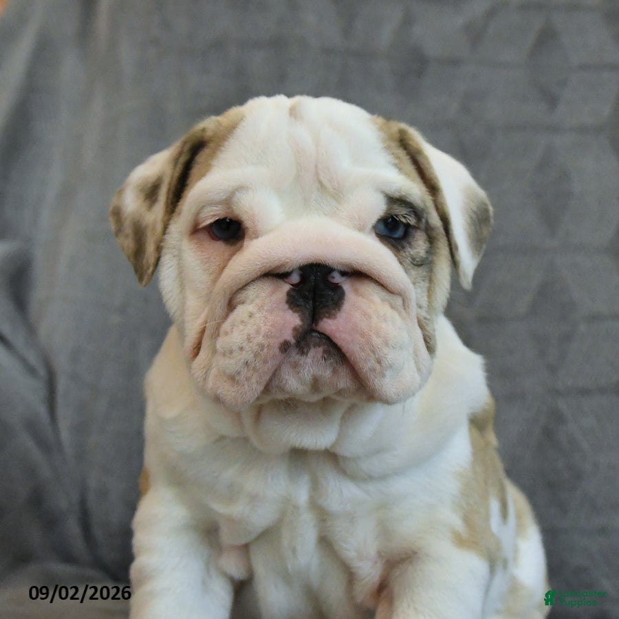 English Bulldog dogs Fawn - Ad 2