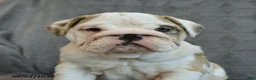 English Bulldog dogs for sale: Fawn - Ad 2