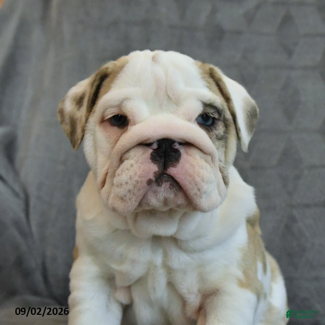 English Bulldog dogs for sale: Fawn - Ad 2