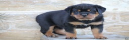 Rottweiler dogs for sale: Hope - Ad 2