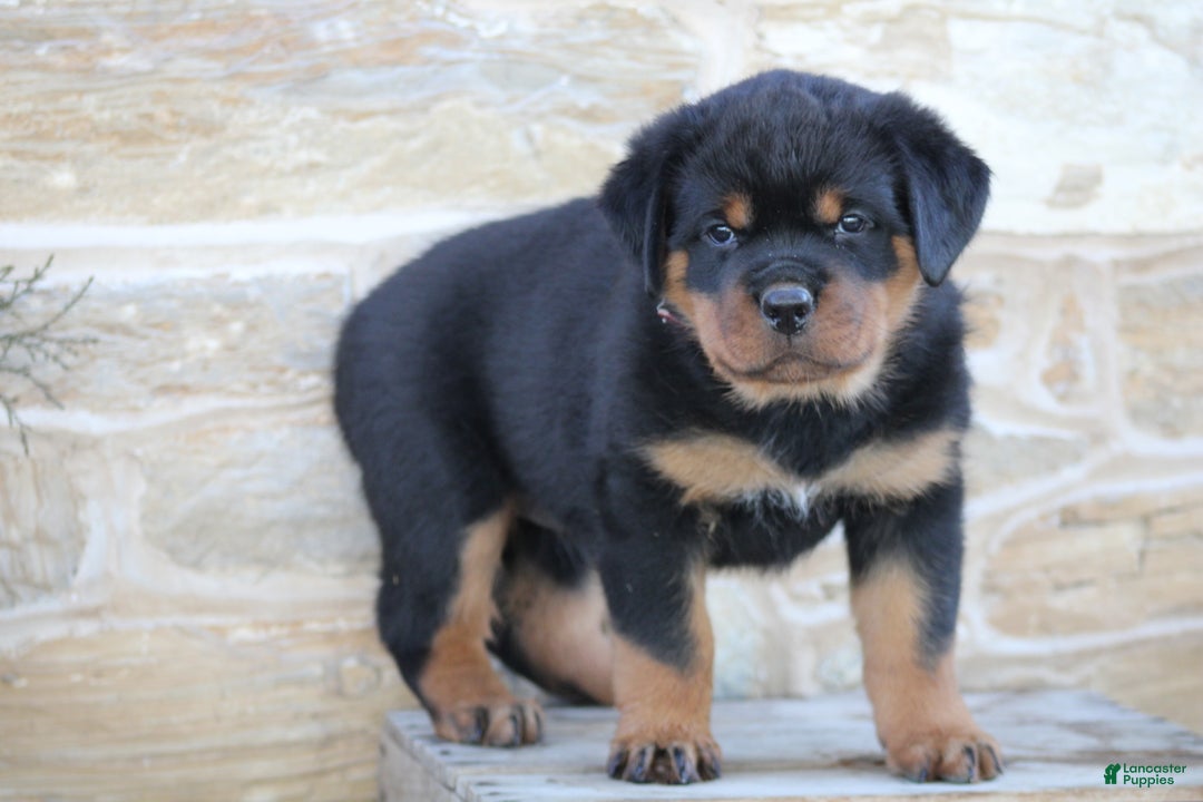 Rottweiler dogs for sale: Hope - Ad 2