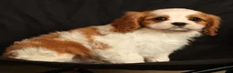 Cavalier King Charles Spaniel dogs for sale: Quinton - Ad 6