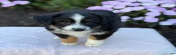 Miniature Australian Shepherd dogs for sale: Auggie - Ad 9