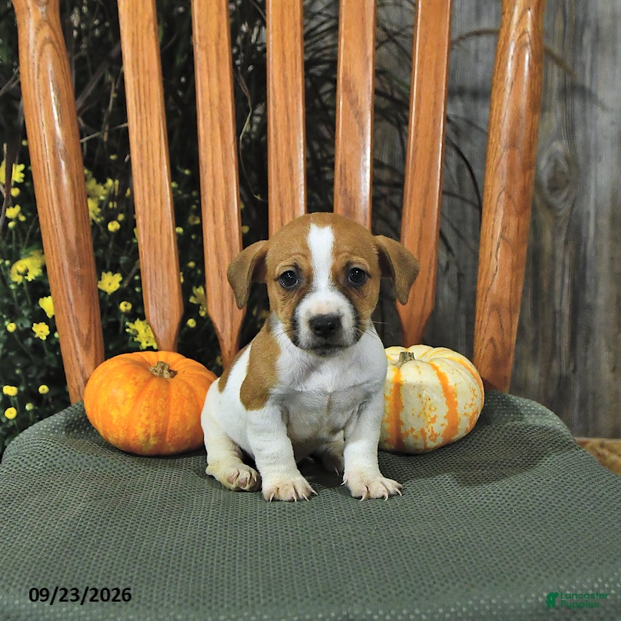Jack Russell Terrier dogs Frankenstein - Ad 2