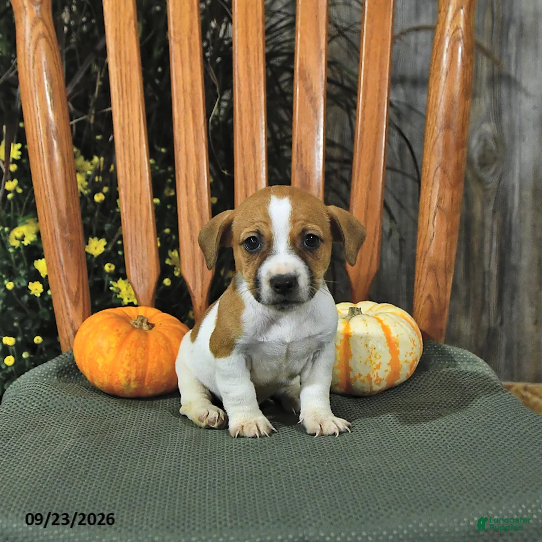 Jack Russell Terrier dogs for sale: Frankenstein - Ad 2