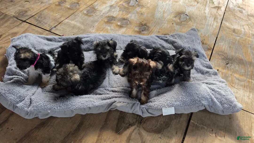 Miniature Schnauzer dogs for sale: Miniature Schnauzer 1 - Ad 7