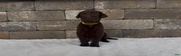 Labrador Retriever dogs for sale: Wesson - Ad 2