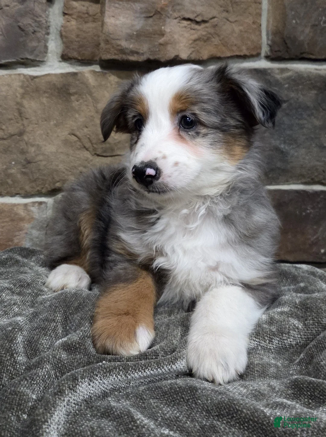 Miniature Australian Shepherd dogs for sale: Lacey - Ad 3