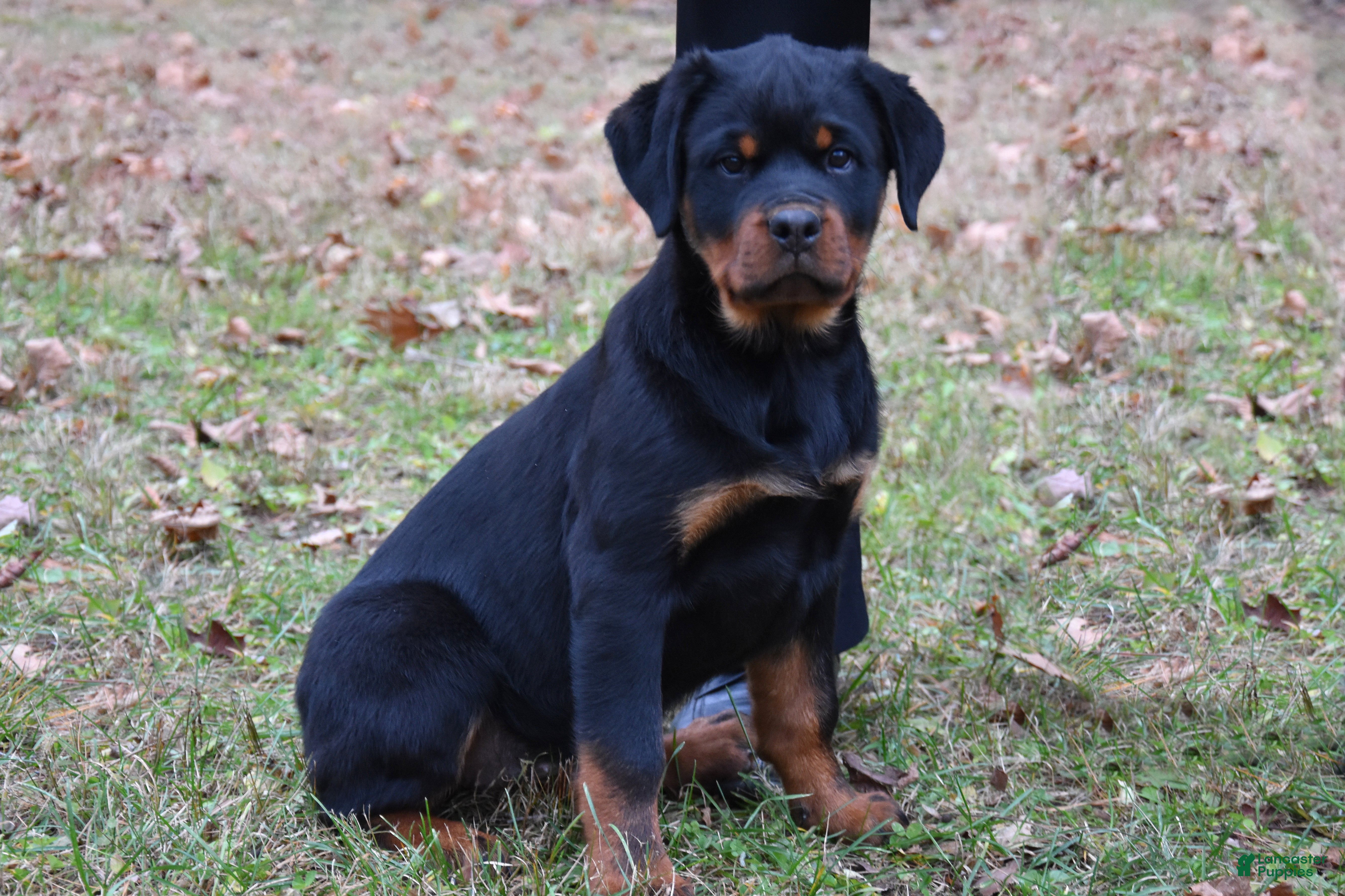 Rottweiler dogs Thalia - Ad 6