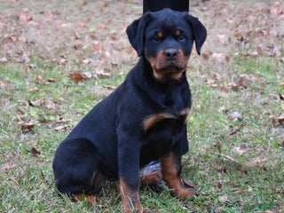 Rottweiler dogs Thalia - Ad 28
