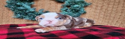 English Bulldog dogs for sale: Forrest - Ad 9