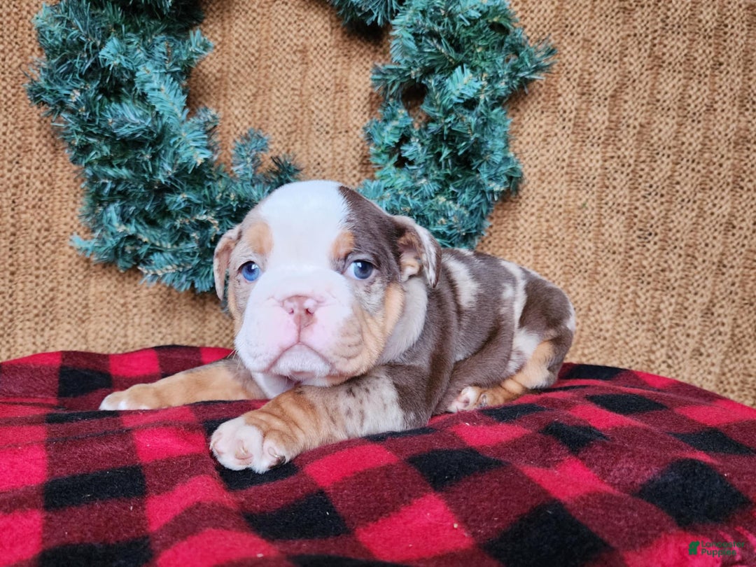 English Bulldog dogs for sale: Forrest - Ad 9