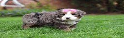 Mini Bernedoodle dogs for sale: Makenzie - Ad 9