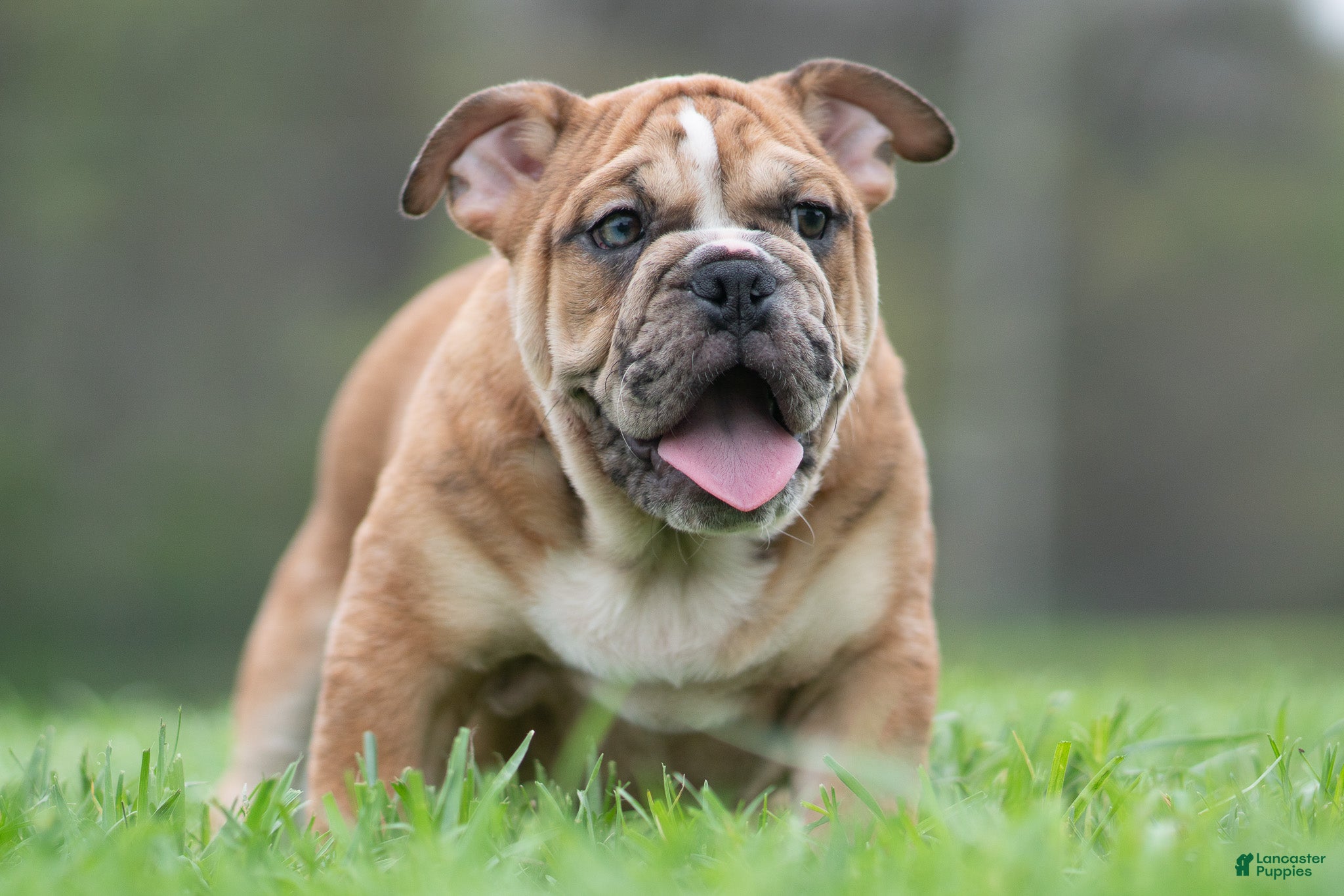 English Bulldog dogs Bruiser - Ad 2