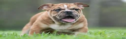 English Bulldog dogs for sale: Bruiser - Ad 2