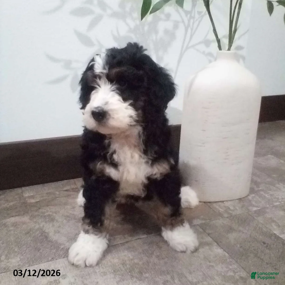 Bernedoodle dogs for sale: Mindy - Ad 2
