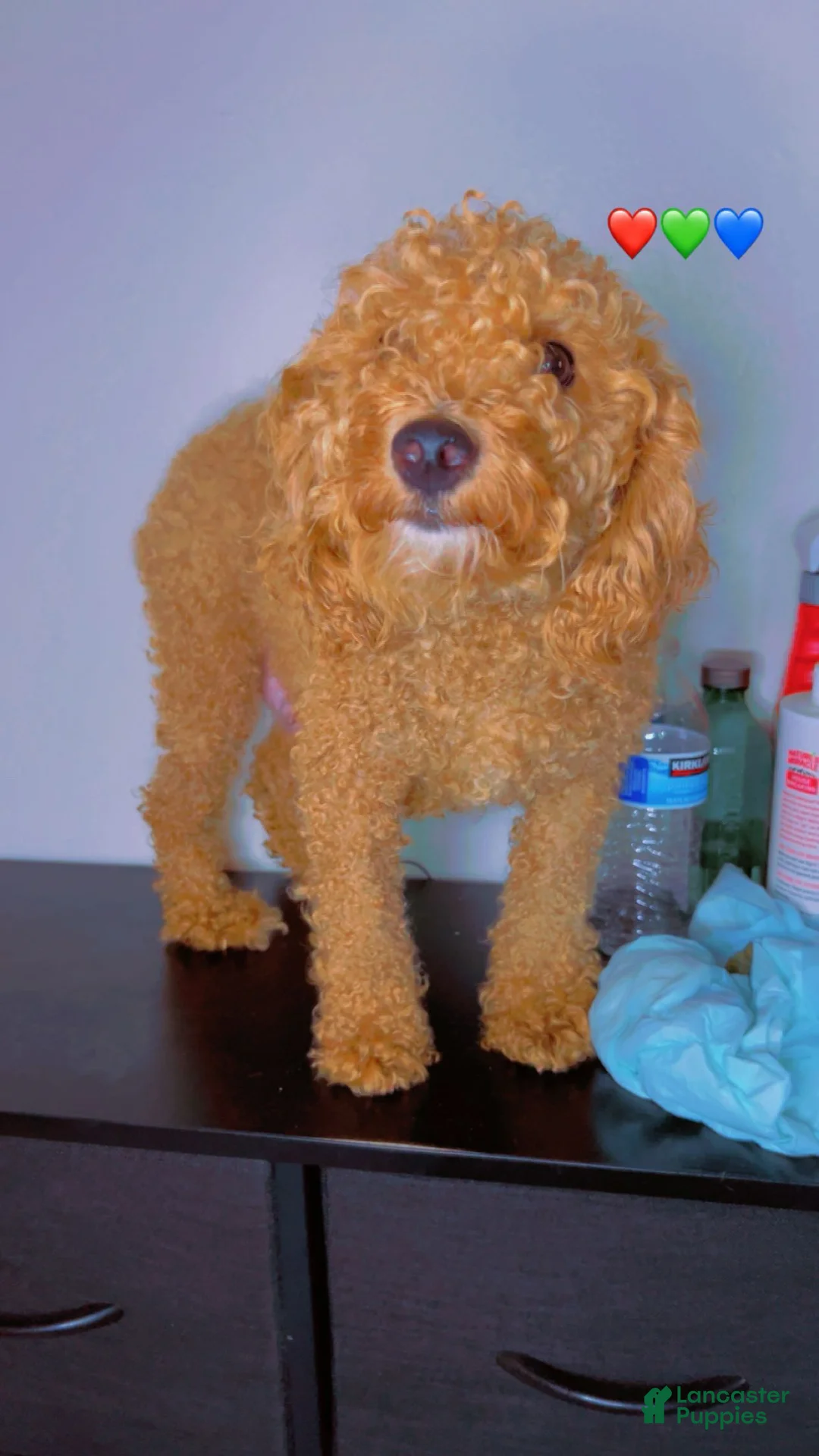 Toy Poodle dogs for sale: Toy Poodle Puppy 1 - Ad 2