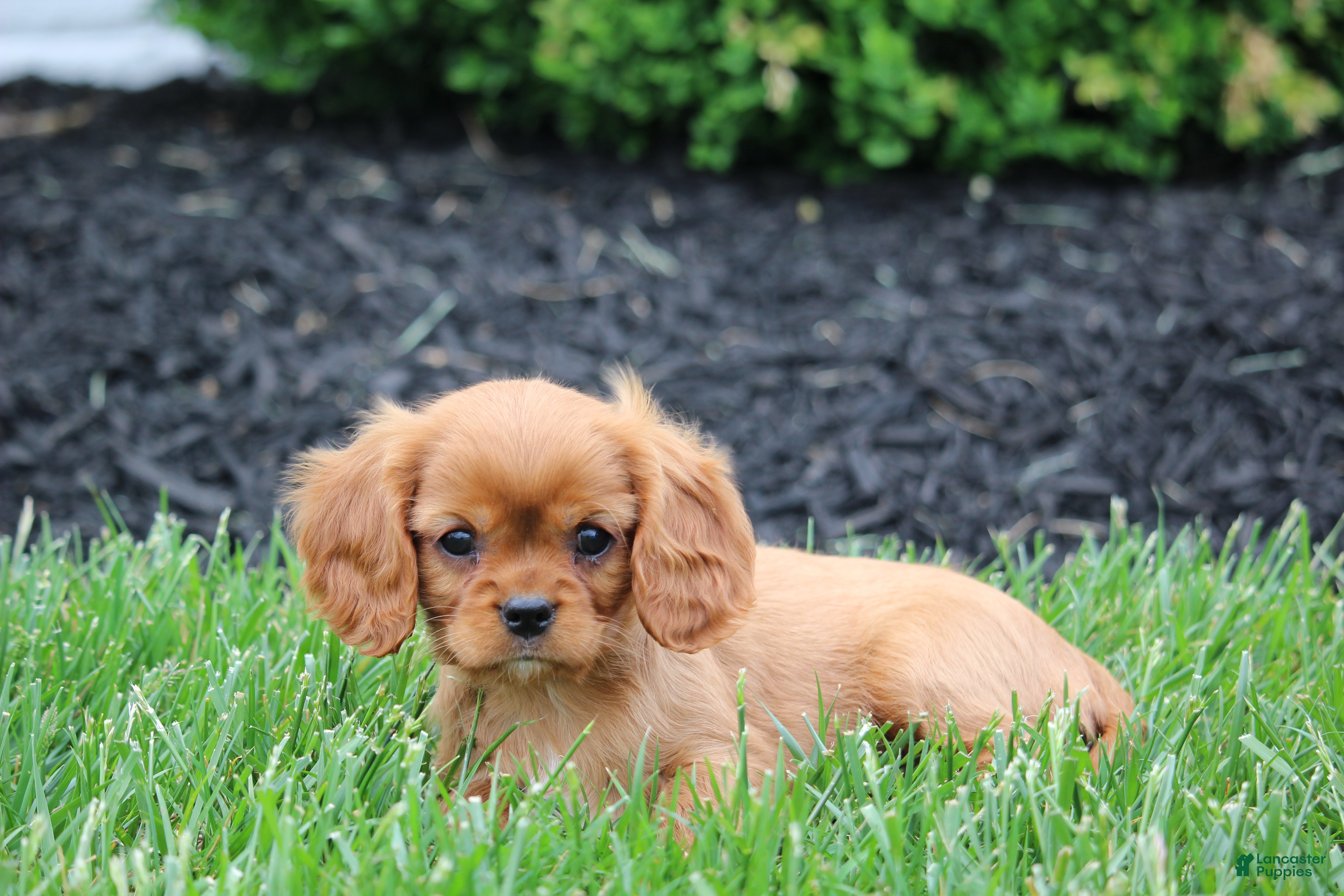 Cavalier King Charles Spaniel dogs Bella - Ad 2