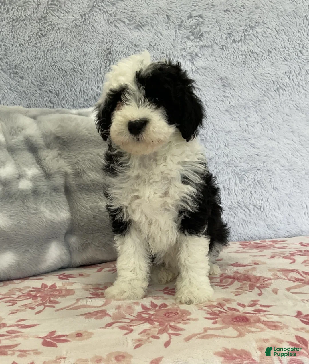 Mixed Breed dogs for sale: Addison - Ad 2