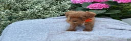 Toy Poodle dogs for sale: Patrick - Ad 16