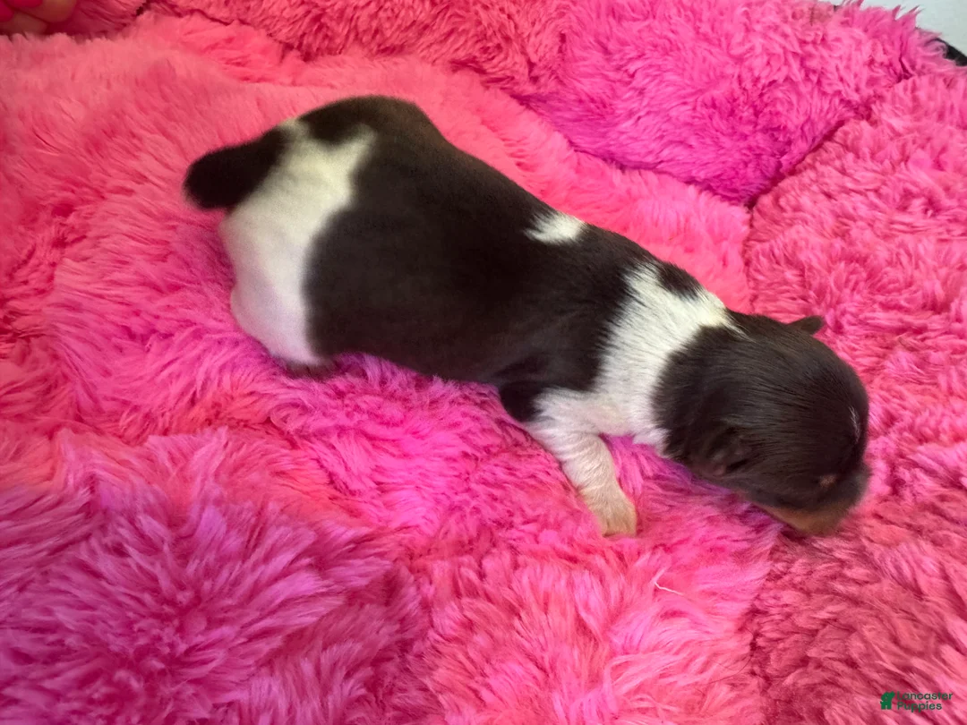 Yorkshire Terrier dogs for sale: Yorkshire Terrier 1 - Ad 2